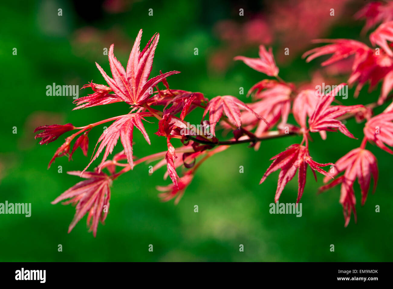 Japanischer Ahorn Acer Palmatum Corallinum, lässt neue frische Frühlingsluft Stockfoto