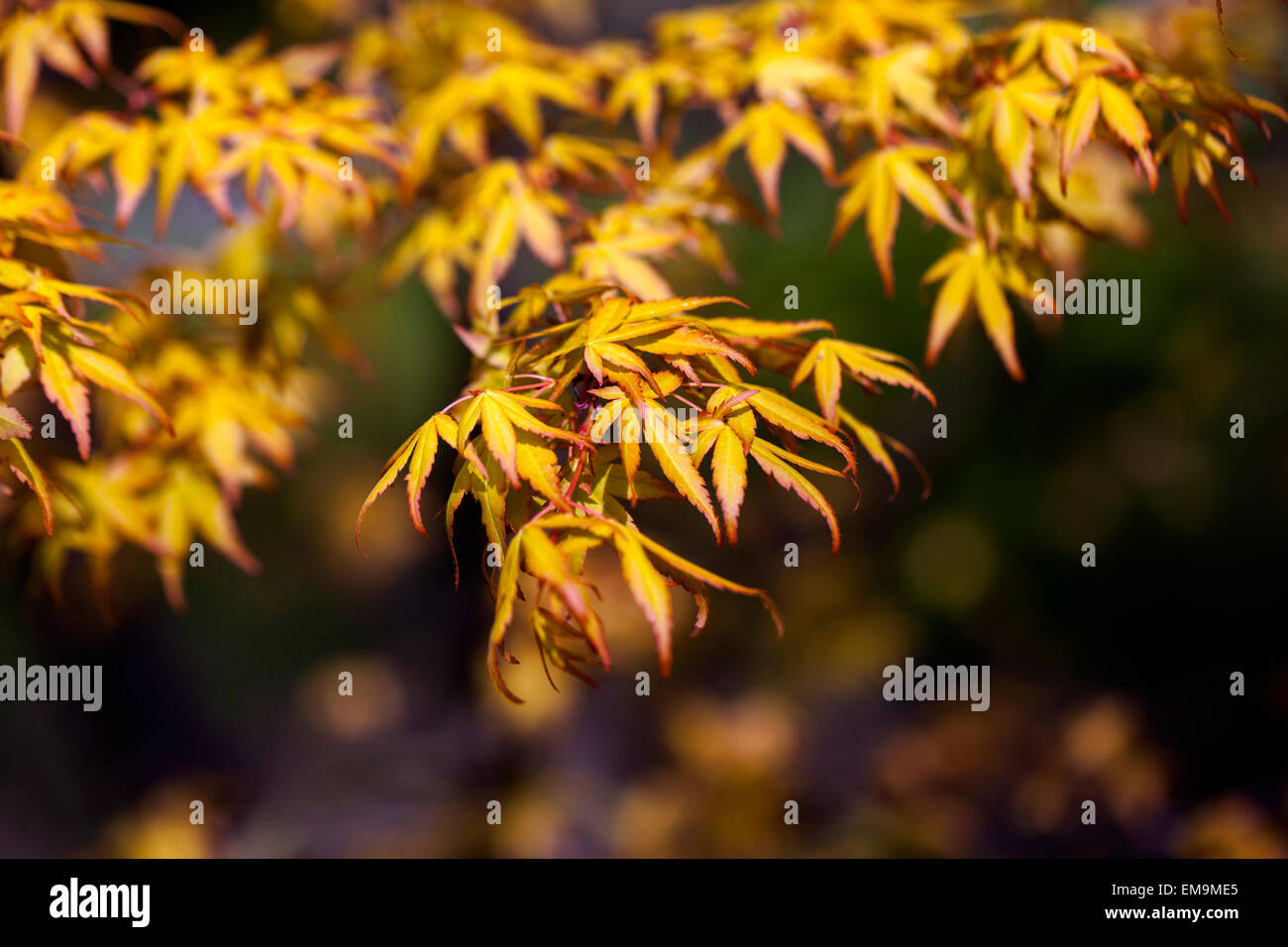 Japanischer Ahorn Acer Palmatum Wabito, lässt neue frische Frühlingsluft Stockfoto