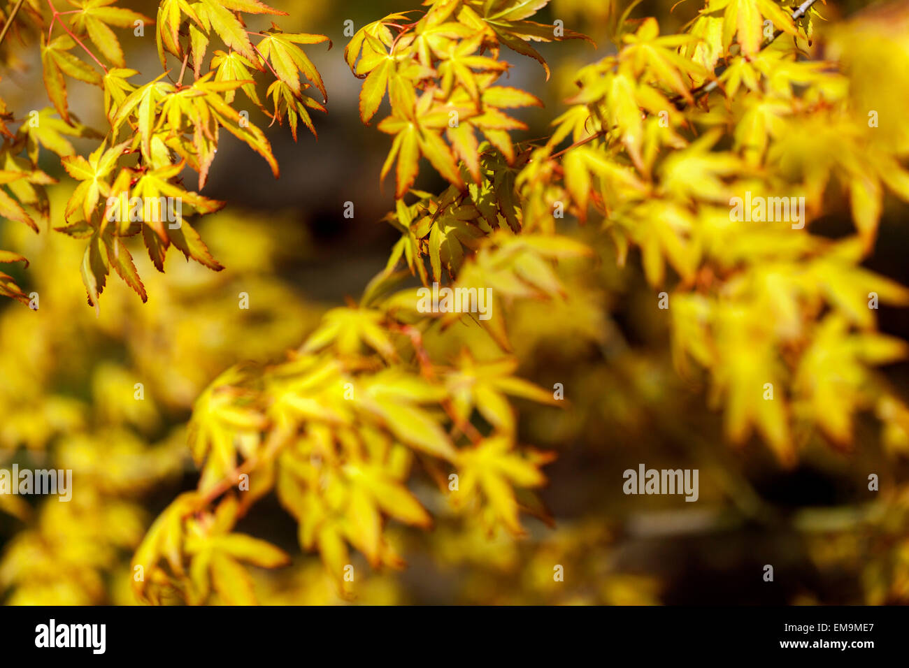 Gelber japanischer Ahorn Acer palmatum Wabito, neue frische Frühlingsblätter Stockfoto