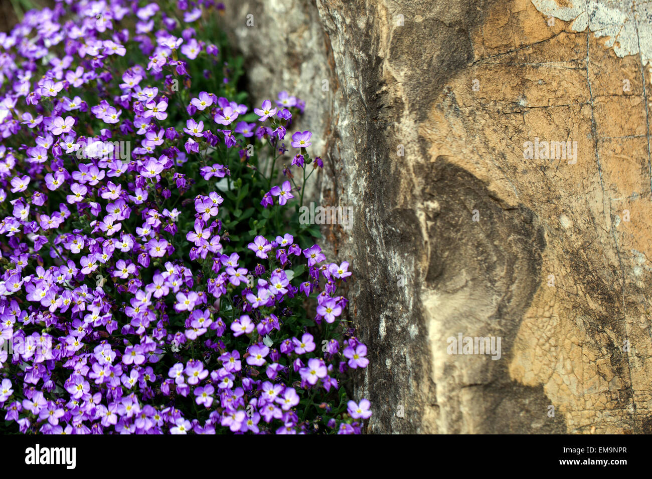 Rock Kresse Aubrieta deltoidea, wachsen an der Wand Stockfoto