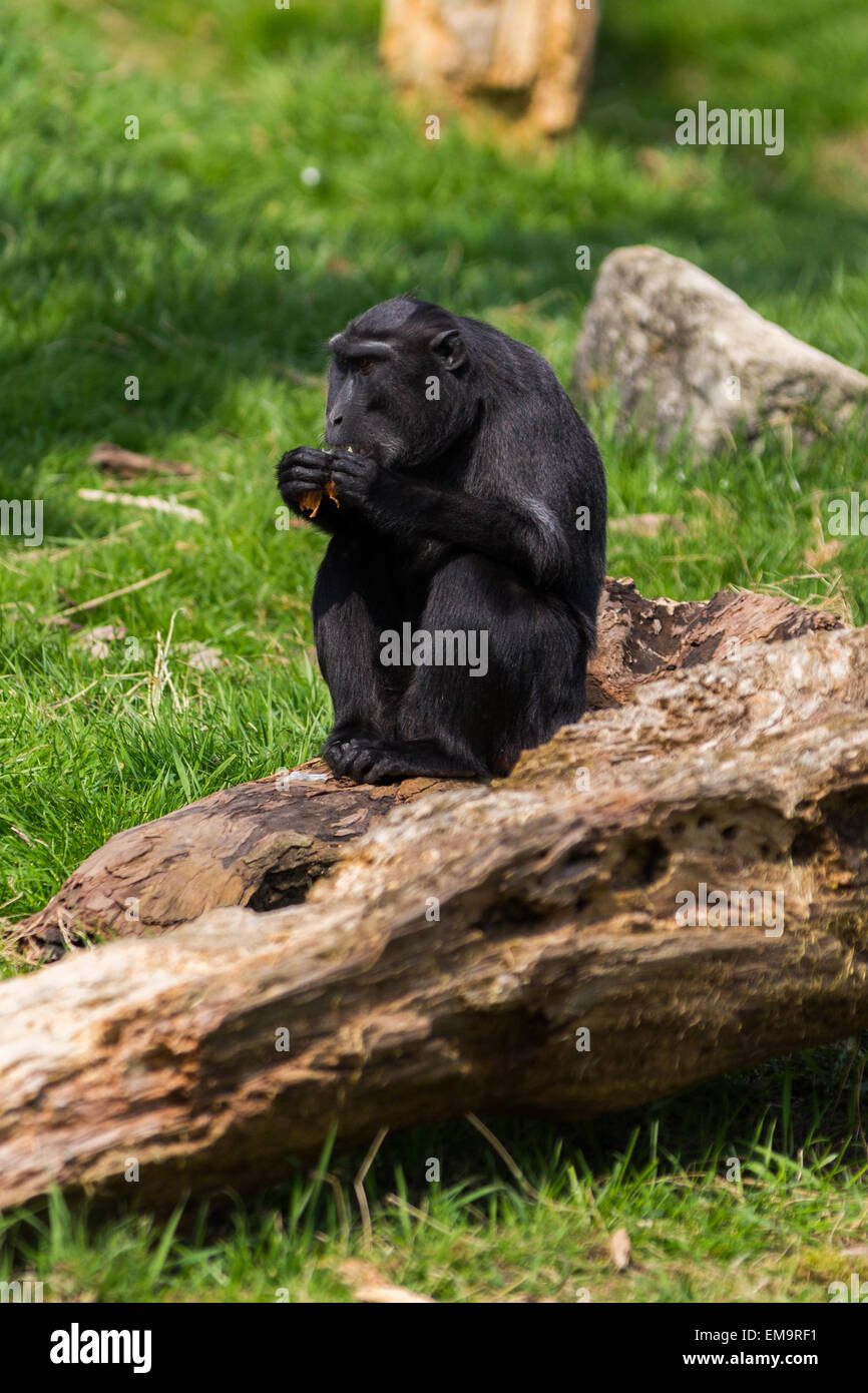 Sulawesi crested macaque Essen auf einem Protokoll. Stockfoto