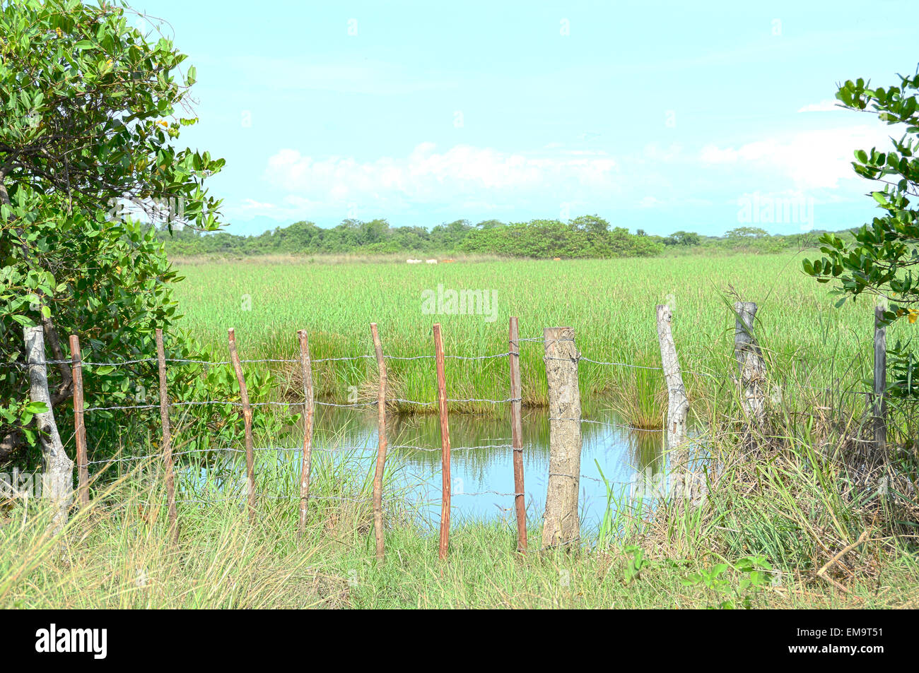 Ein Blick auf einen Eingang zu einer Kuhweide in der Landschaft von Panama Stockfoto