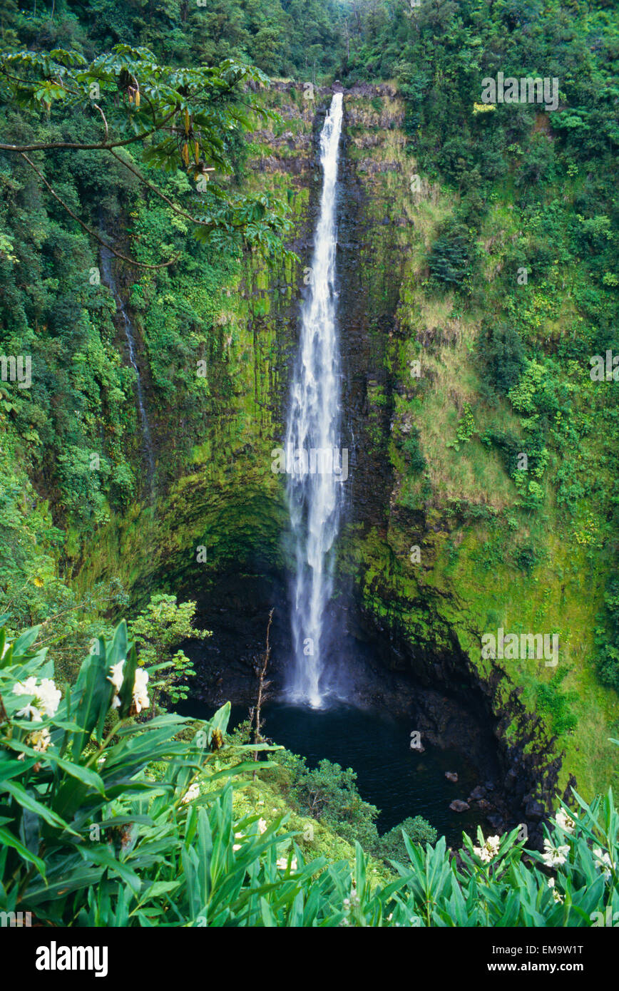 Hawaii, Big Island, Akaka Falls, üppigem Grün im Vordergrund. Stockfoto