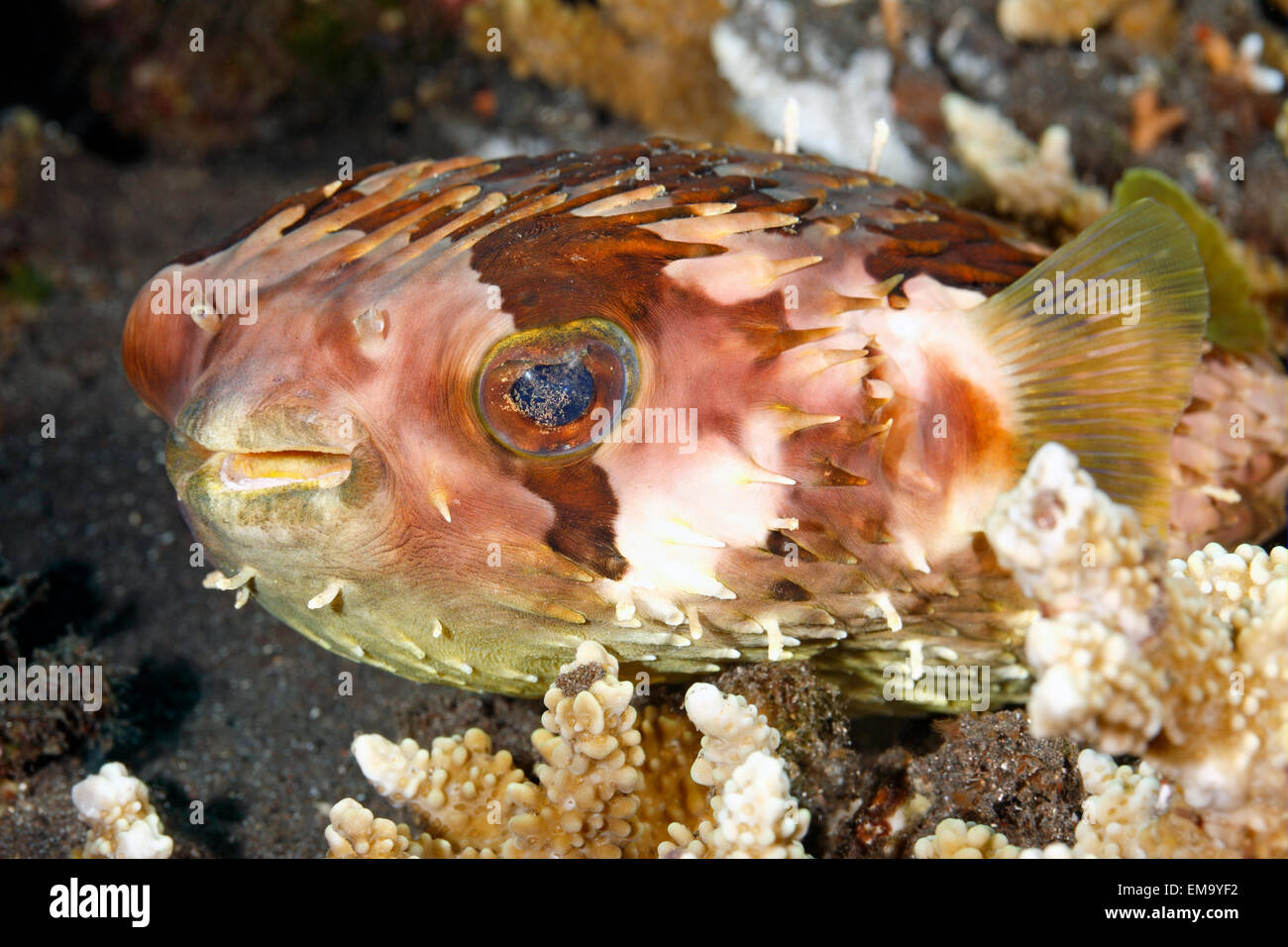 Eine kugelförmige Burrfish, auch bekannt als Birdbeak Burrfish oder Shortspine Porcupinefish, Cyclichthys Orbicularis. Tulamben, Bali, Stockfoto