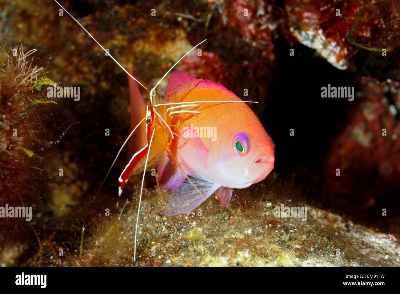 Weibliche untersetzt Anthias, auch bekannt als ein rosa Basslet, Pseudanthias Hypselosoma, gereinigt durch eine weiß gebändert Putzergarnelen, Lysmata amboinensis Stockfoto