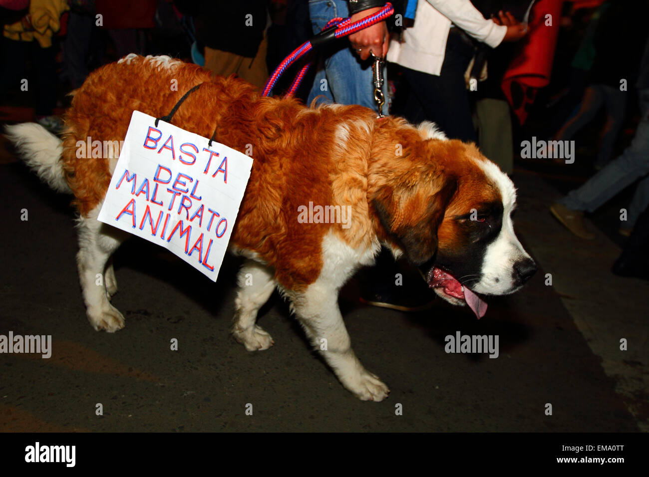 La Paz, Bolivien, 17. April 2015. A St Bernard Hund trägt ein Plakat sagt nein mehr Misshandlungen von Tieren während eines Marsches auf Nachfrage die Regierung Gesetze zum Schutz der Tiere vor Missbrauch und Erhöhung der Strafen für diese fand schuldig von Grausamkeit gegenüber Tieren geht. Bildnachweis: James Brunker / Alamy Live News Stockfoto