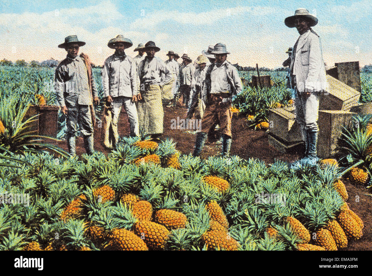 C.1905 Hawaii, Oahu, Wahiawa, Landwirte stehen im Feld über reife Ananas, Postkarte Stockfoto
