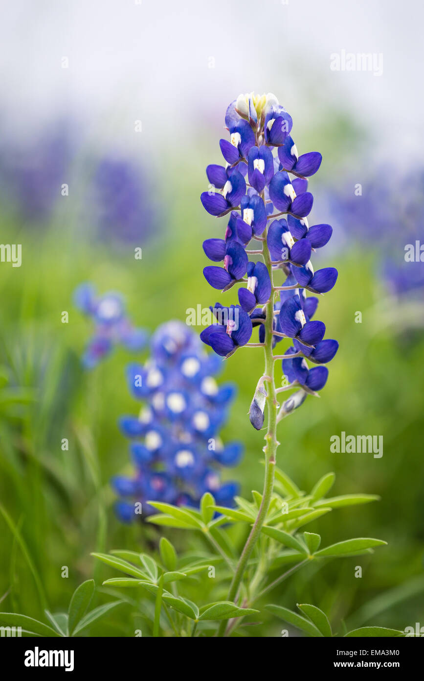 Nahaufnahme von Texas Bluebonnet Blume (Lupinus Texensis) Stockfoto