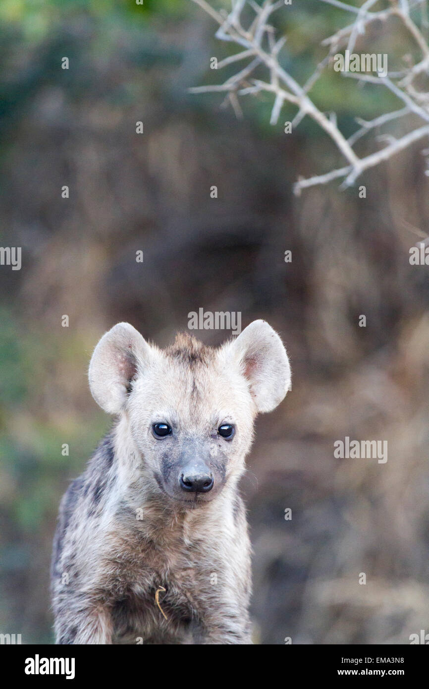 Gefleckte Hyäne Cub, Südafrika Stockfoto