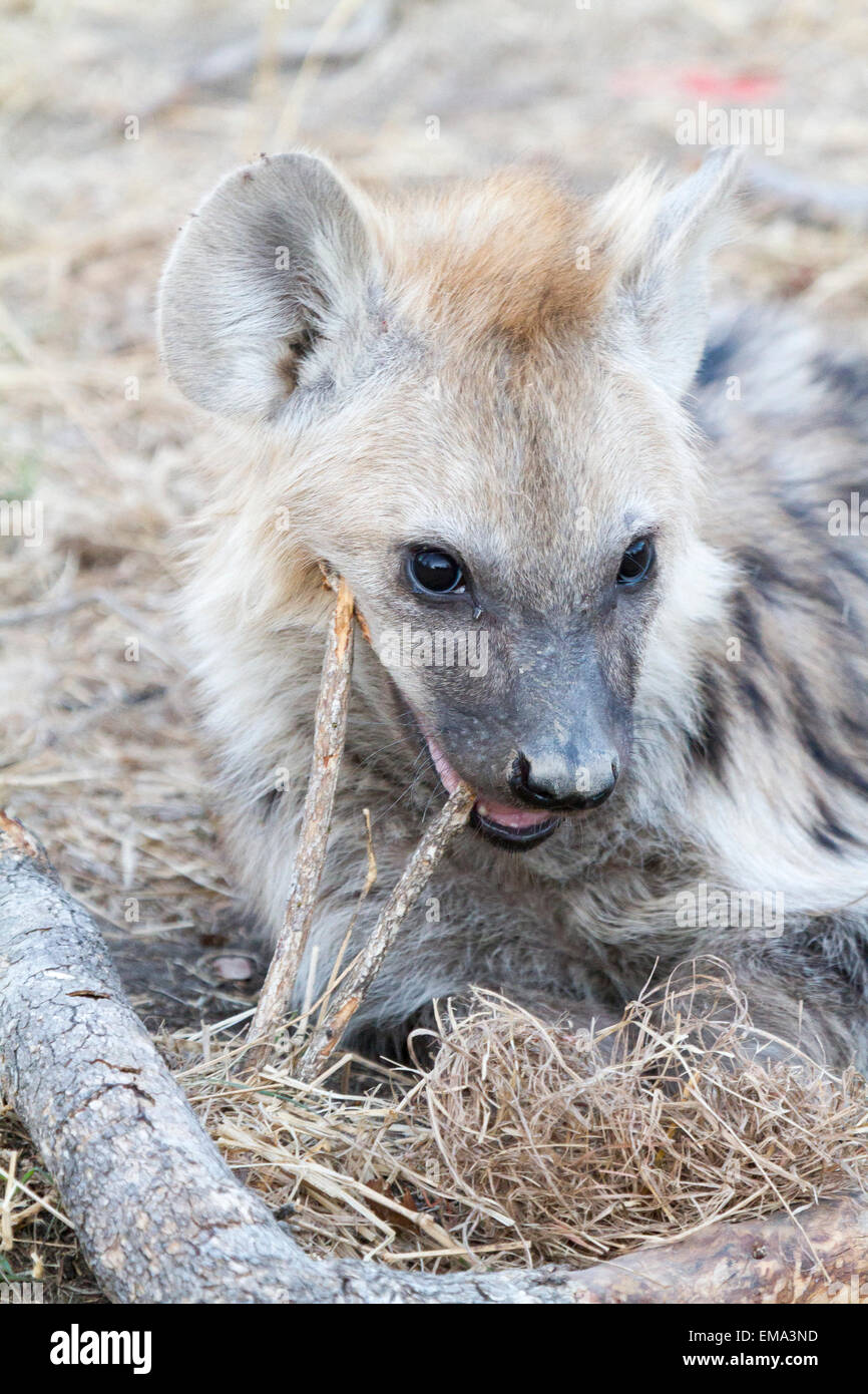 Gefleckte Hyäne Cub kauen auf Stick, Südafrika Stockfoto
