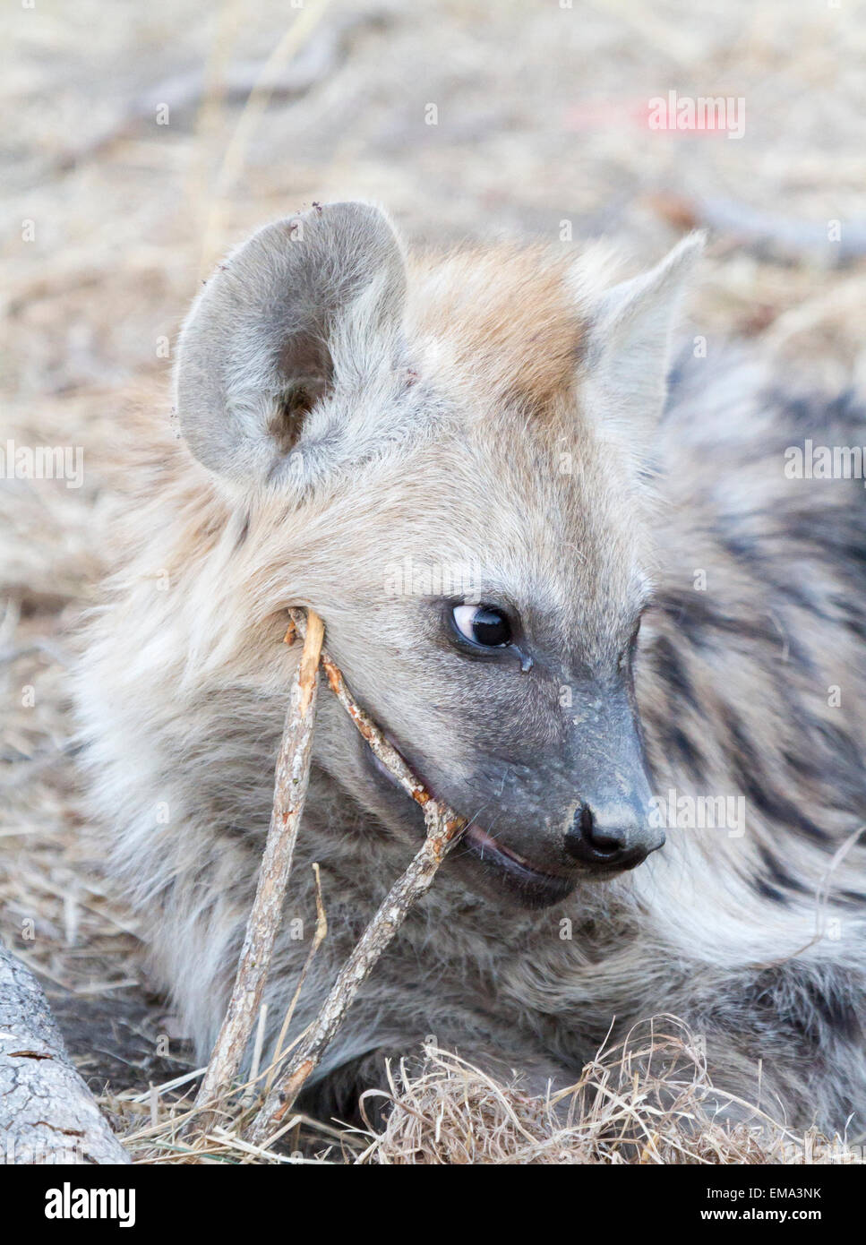 Gefleckte Hyäne Cub kauen auf Stick, Südafrika Stockfoto