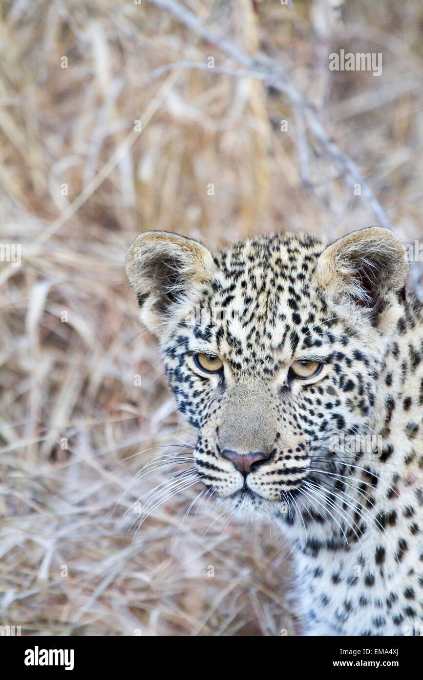 Junge männliche Leoparden Jungtier, Südafrika Stockfoto