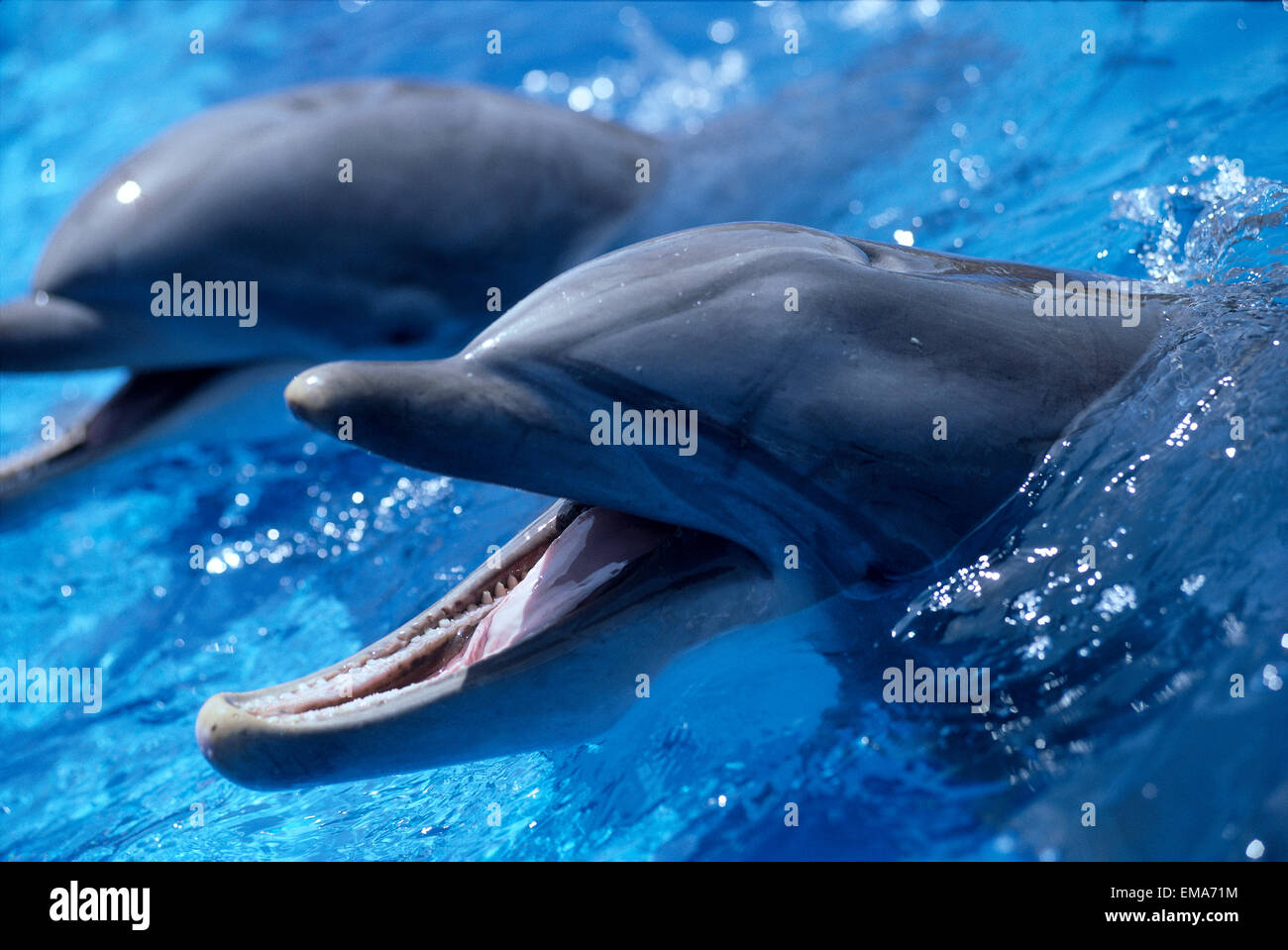Kalifornien, San Diego, Sea World, Bottlenose Delphin (Tursiops Truncatus) paar, B1875 Stockfoto