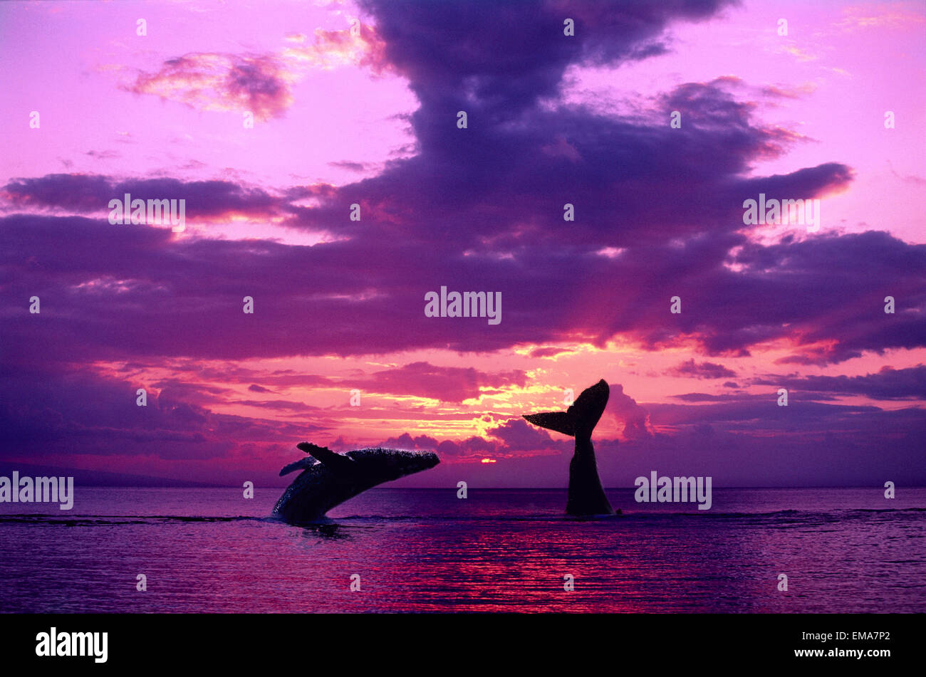 [Dc] zwei Buckelwale mit dramatischen lila Sonnenuntergang, eine Verletzung, ein Tail (Impressionen Novaeangliae) C2020 Stockfoto