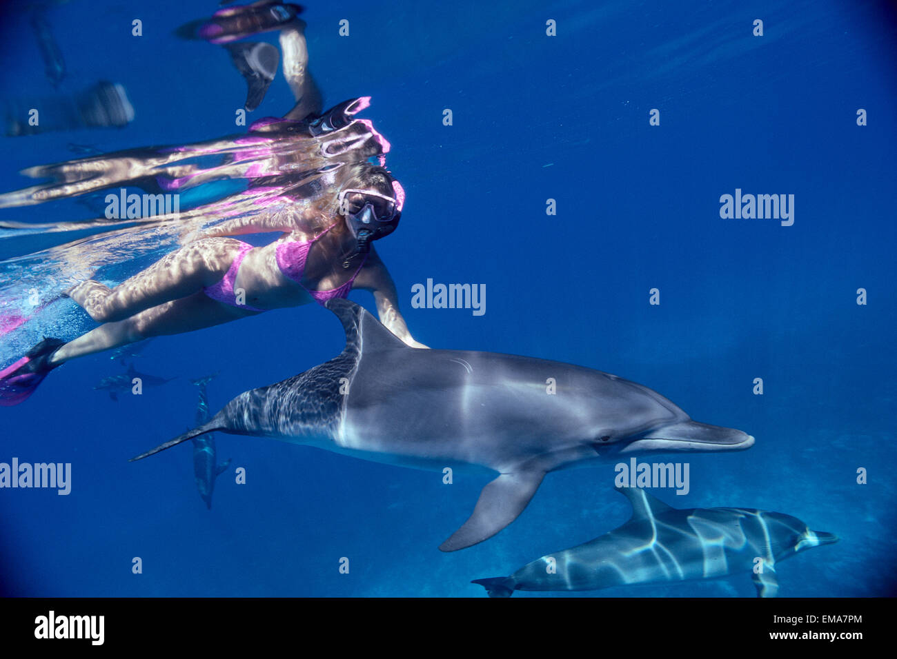 Karibik, Little Bahama Bank entdeckt Delfin (Stenella Attenuata) und Schnorchler, Oberfläche C2000 Stockfoto