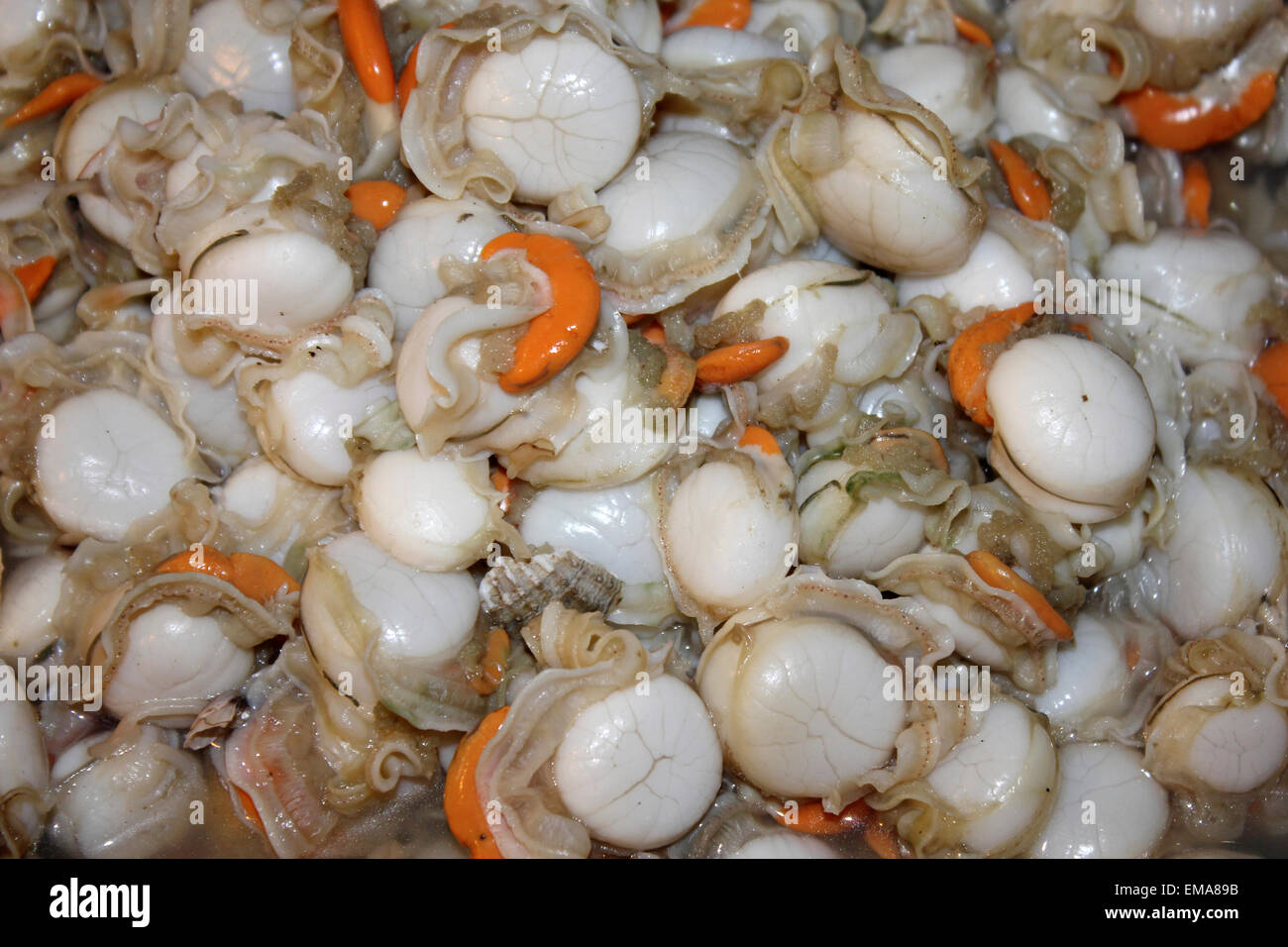 Geschälte Cockle Fleisch aus Blut Herzmuscheln Anadara granosa Stockfoto