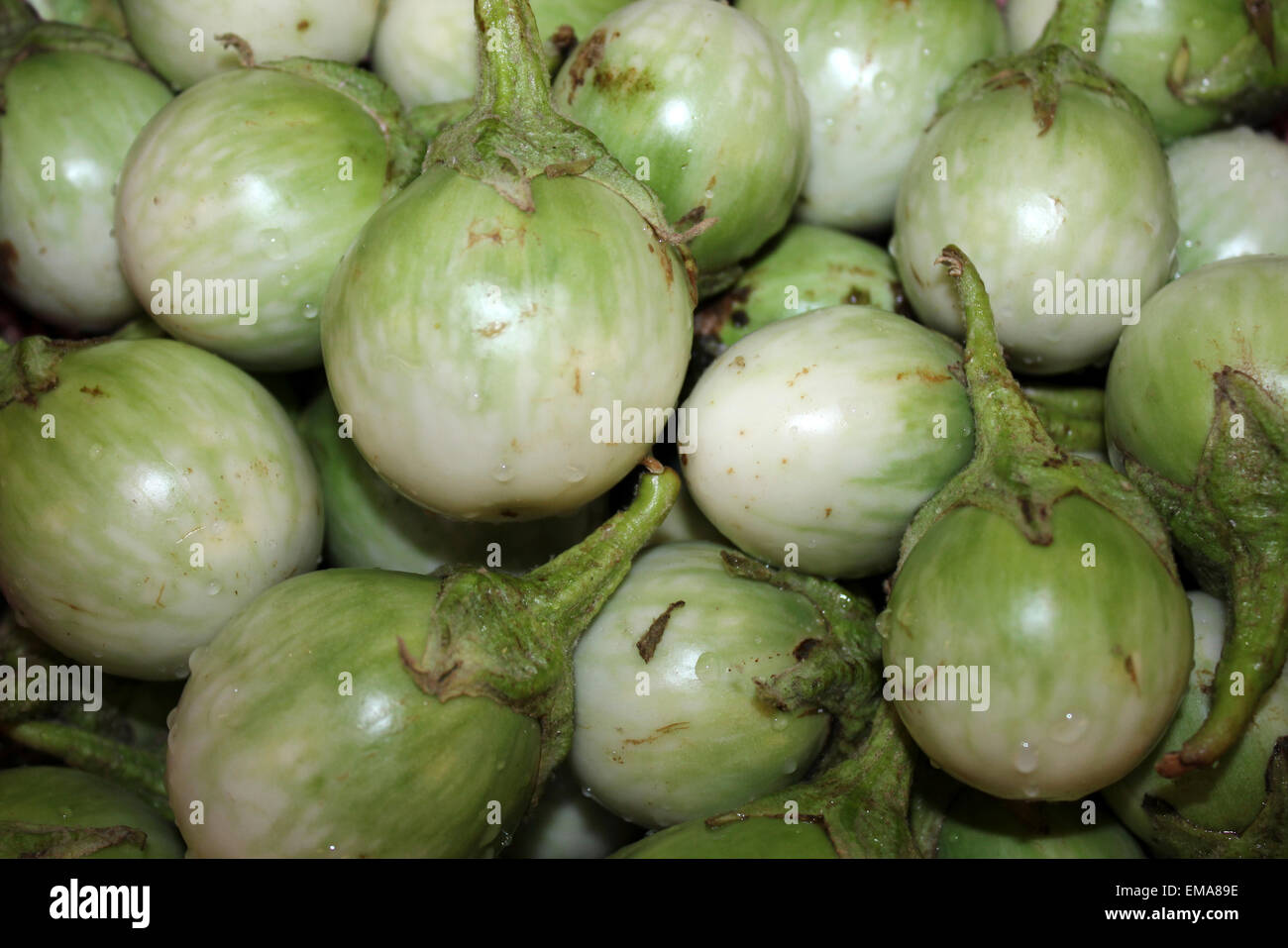 Thai Aubergine-Solanum Melongena lokal bekannt als Makhuea pro Stockfoto