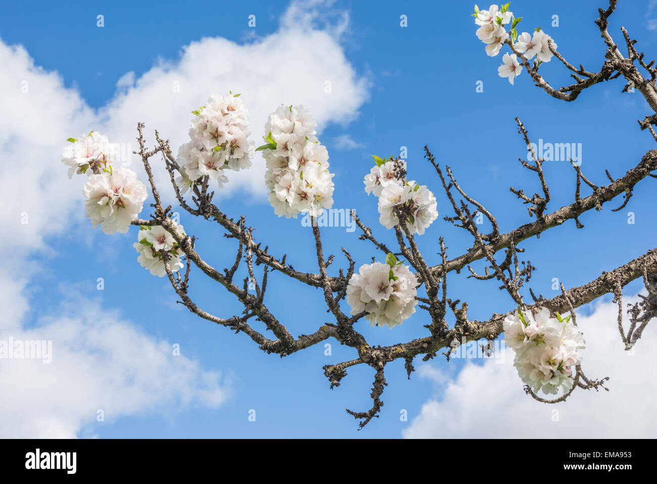 Schönen blühenden Apfelbaum gegen blauen Himmel Stockfoto