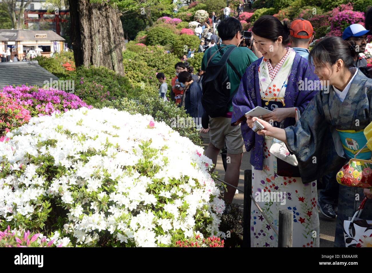 Tokio, Japan. 18. April 2015. Besucher schätzen Rhododendron Blüten an den Nedu Jinja in Tokio, Japan, 18. April 2015. Rund 1000 sind Arten von Rhododendren blühen hier. © Ma Ping/Xinhua/Alamy Live-Nachrichten Stockfoto