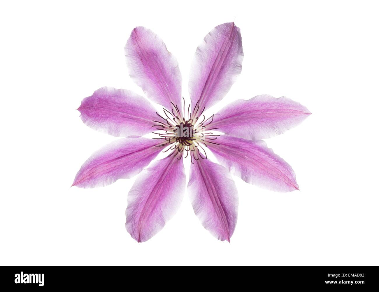 schöne Blume lila Clematis auf weißem Hintergrund Stockfoto