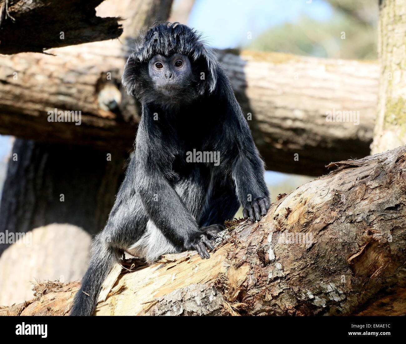 Java languren -Fotos und -Bildmaterial in hoher Auflösung – Alamy