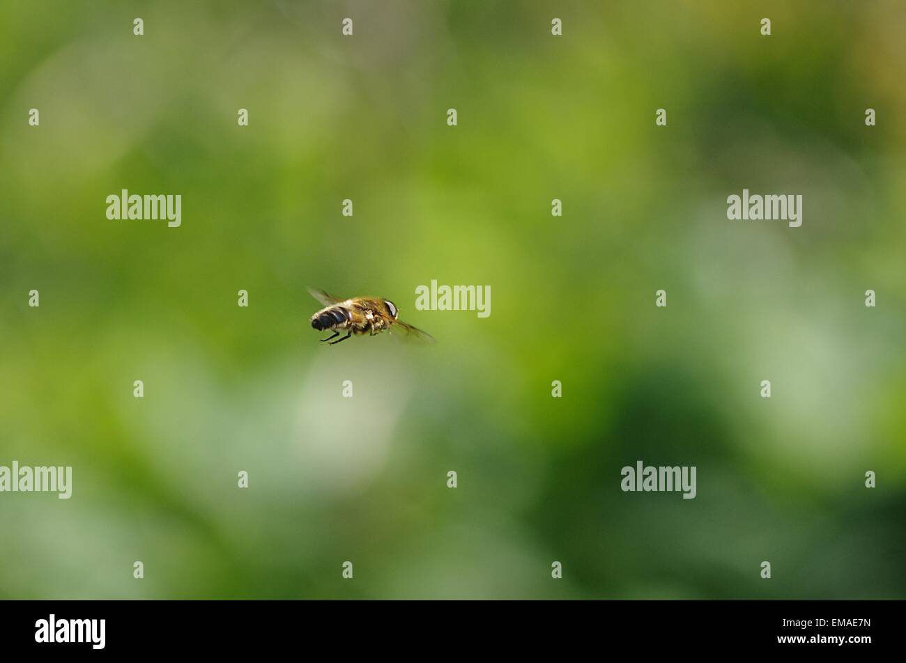 Flug fliegen Insekt auf Pflanzen Hintergrund Stockfoto