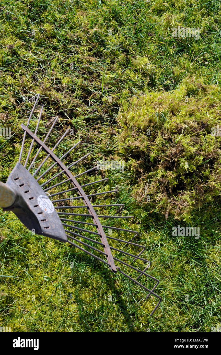 Moos im rasen Fotos und Bildmaterial in hoher Auflösung Alamy