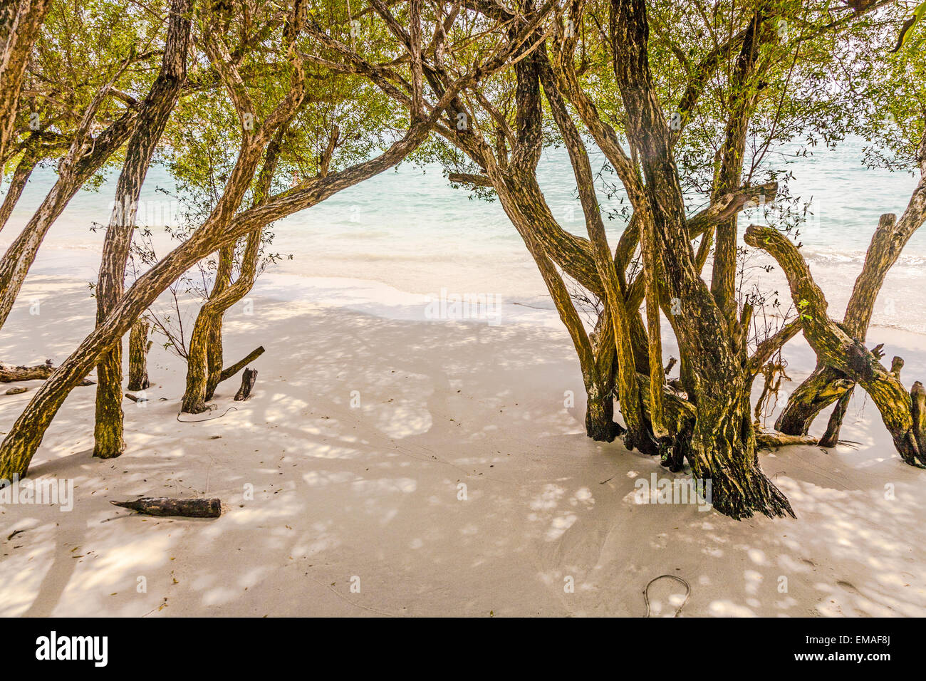 tropischer Strand in Koh Samet, Thailand mit Bäumen Stockfoto