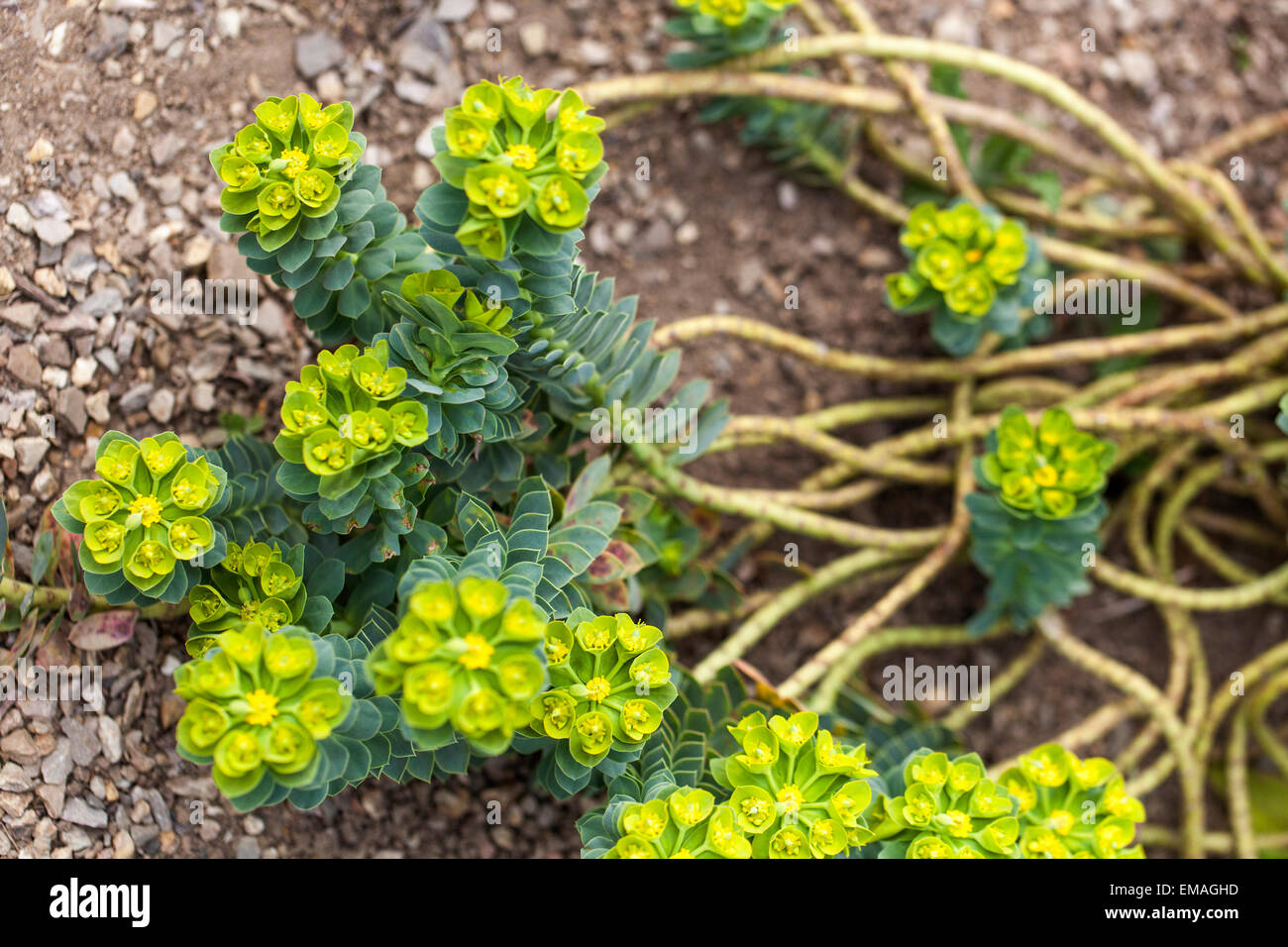 Blaue Wolfsmilch Euphorbia myrsinites Stockfoto