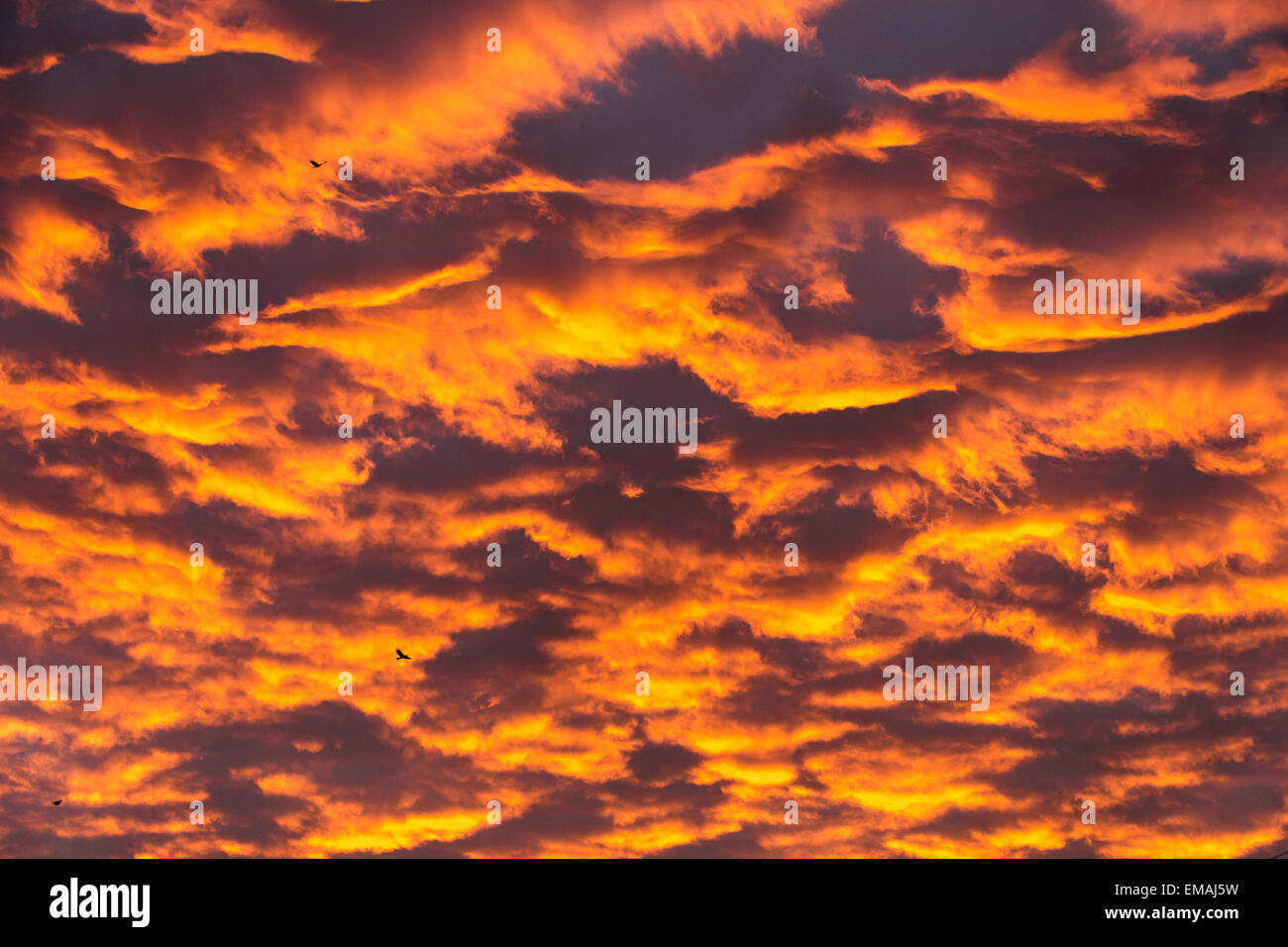 Morgenglut, intensive golden Wolkengebilde. Stockfoto