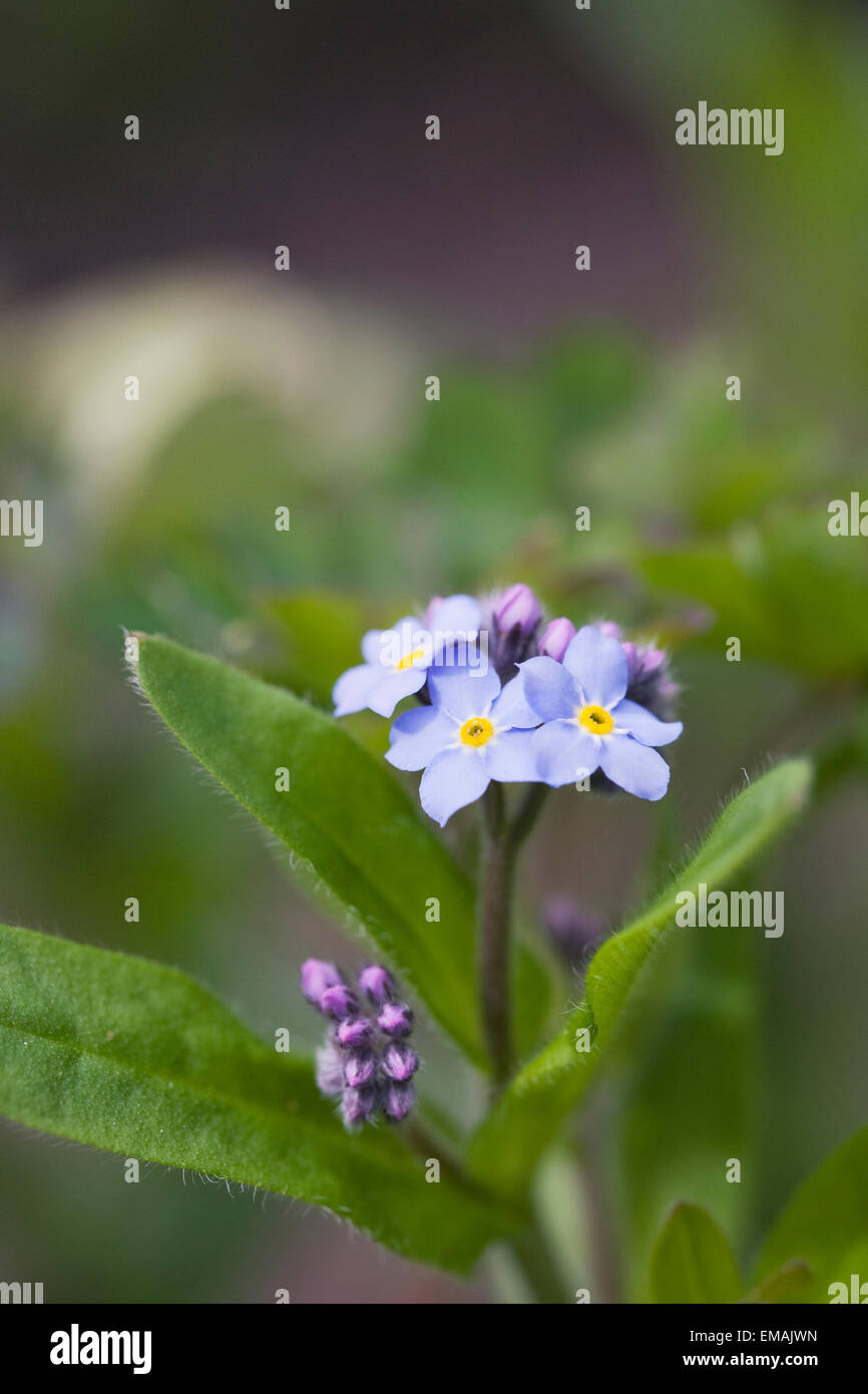 Myosotis Sylvatica. Vergiss mich nicht in einem englischen Garten. Stockfoto