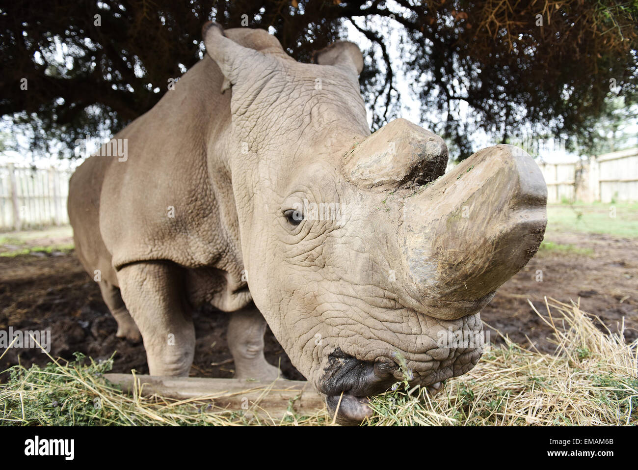 Nanyuki, Kenia. 18. April 2015. Sudan, dem letzten männlichen nördlichen Breitmaulnashorn, ernährt sich im Inneren des Gehäuses im Ol Pejeta Conservancy in Nanyuki, Kenia, 18. April 2015. © Sun Ruibo/Xinhua/Alamy Live-Nachrichten Stockfoto