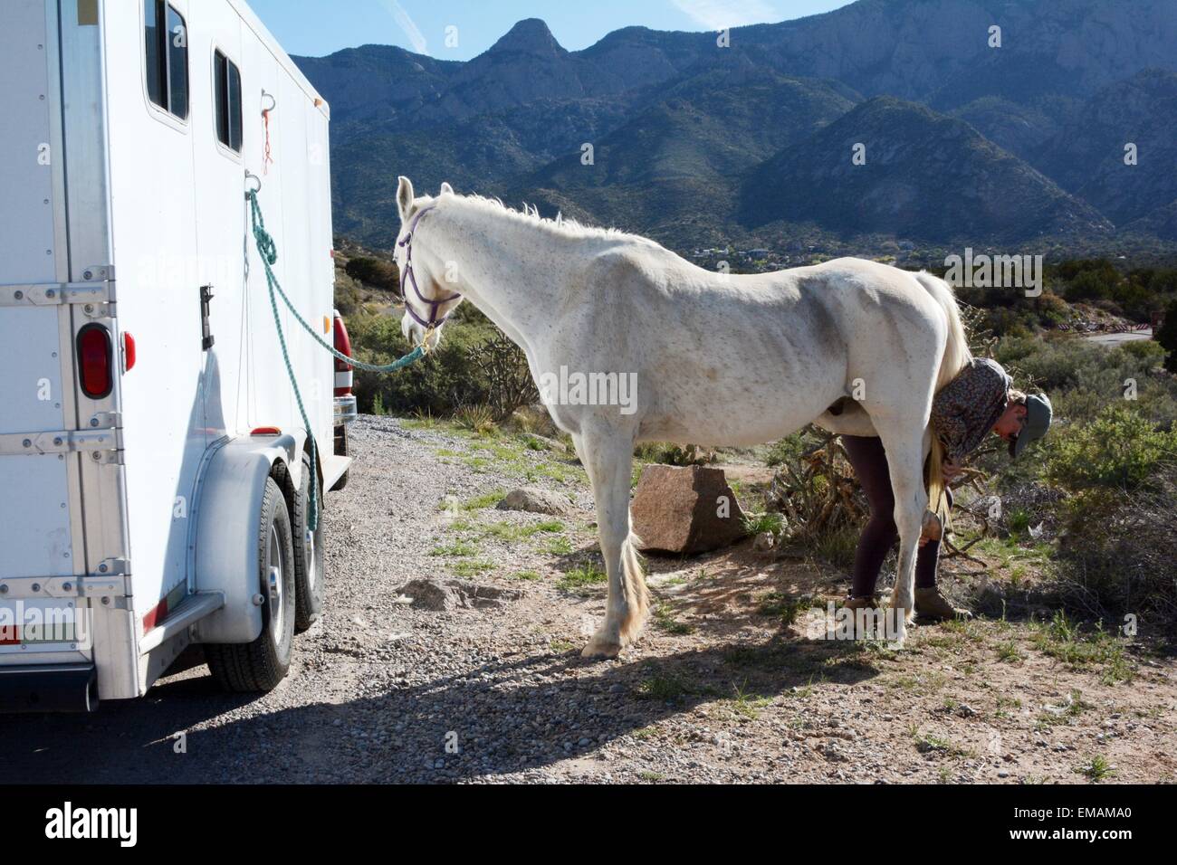 Arabisches Pferd seine Hufe immer gereinigt, in Vorbereitung auf einen Ausritt - New Mexico - USA Stockfoto