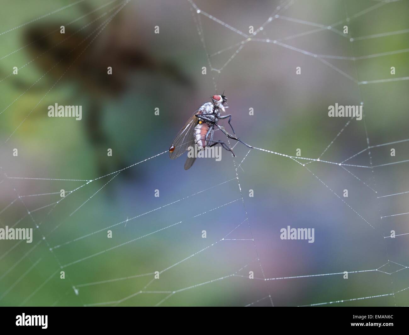 Fliegen Sie im Kreuz Spinne Spinnennetz Stockfoto