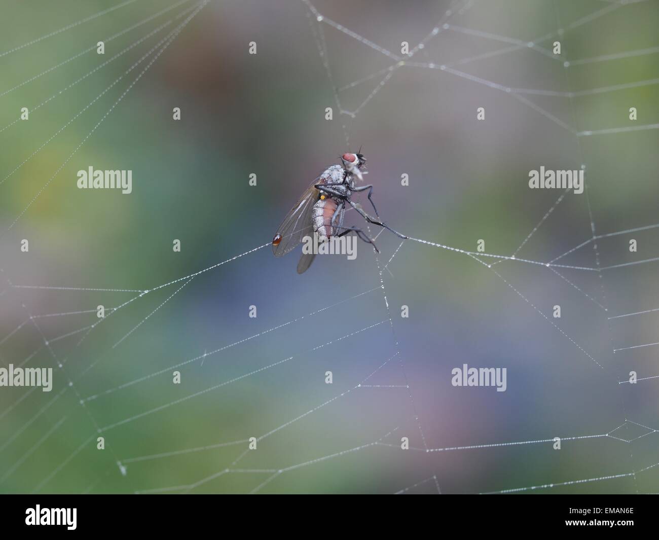 Fliegen Sie im Kreuz Spinne Spinnennetz Stockfoto