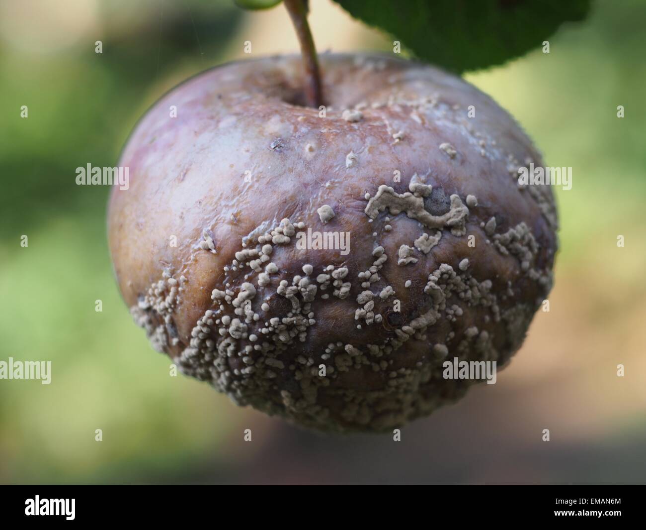 verfaulte Frucht Apfel an einem Baum hängen Stockfoto
