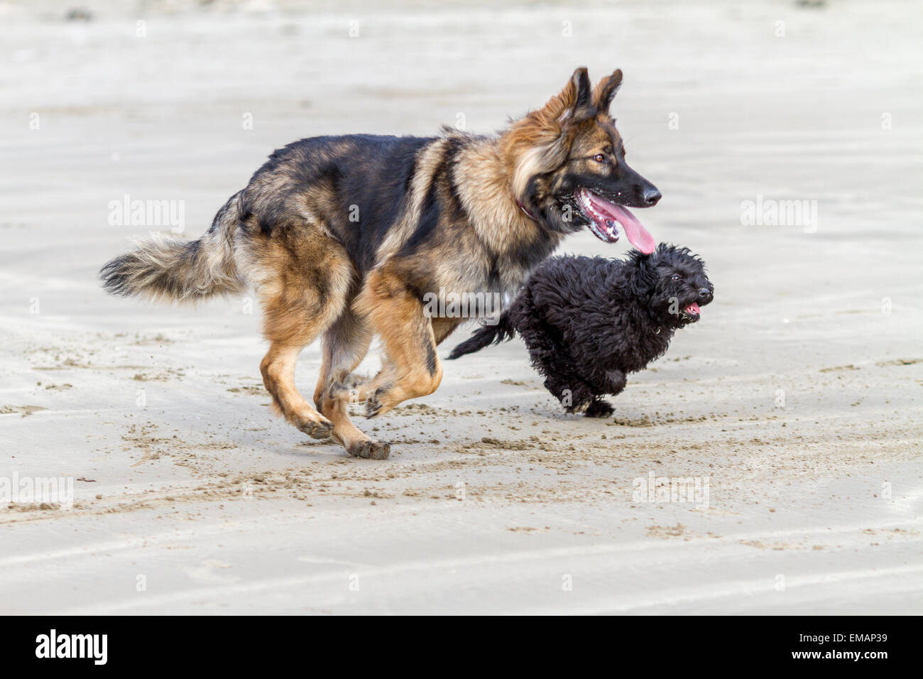 Zwei Hunde zusammen laufen am Sandstrand Stockfoto