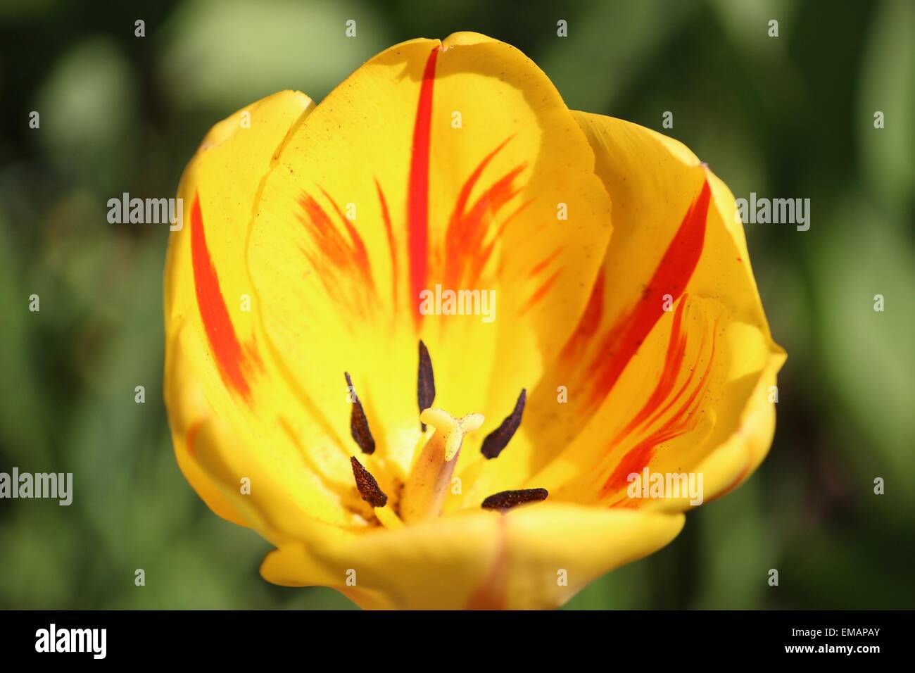 Tulpe Nahaufnahme in Ataturk Arboretum, Sariyer, Istanbul, Türkei Stockfoto