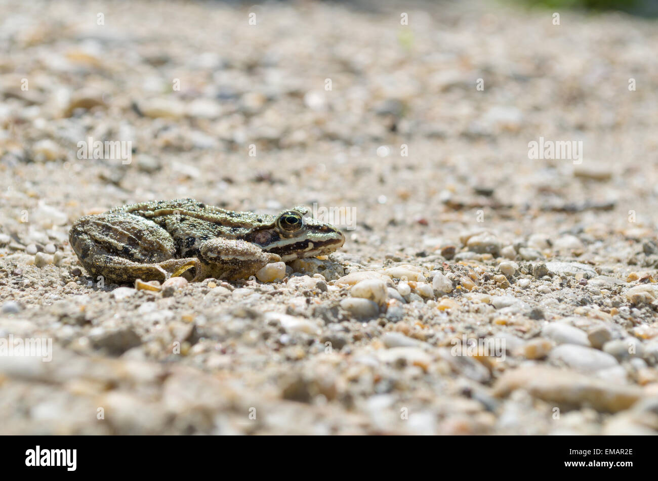 Essbare Frosch auf Kieselsteinen auf einen sonnigen Tag-Seite anzeigen Stockfoto