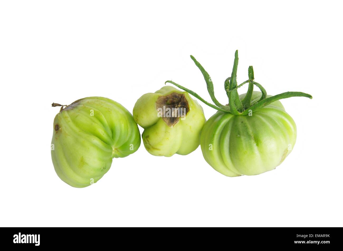 Hausschwamm Tomate isoliert auf weißem Hintergrund Stockfoto