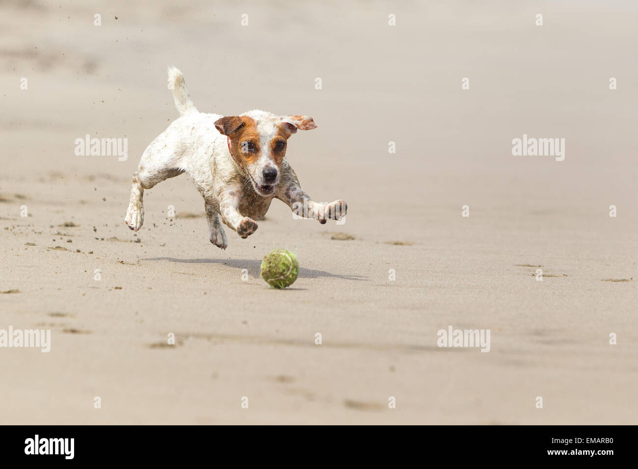 Ein kleiner weiß-brauner Jack Russell Terrier Welpe wird während des Laufs an einem Sandstrand gefangen und jagt einen grünen Tennisball. Die Vorderpfoten des Hundes sind vom Boden abgehoben, und der Sand wird hinter ihm aufgeschleudert Stockfoto