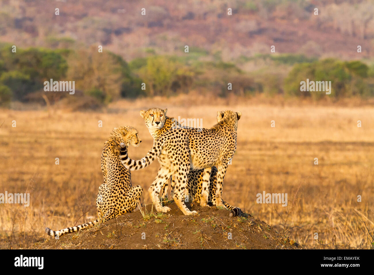 Drei Gepard auf Termitenhügel, Südafrika. Ein erwachsenes Weibchen mit zwei Sub-Erwachsenen jungen. Stockfoto