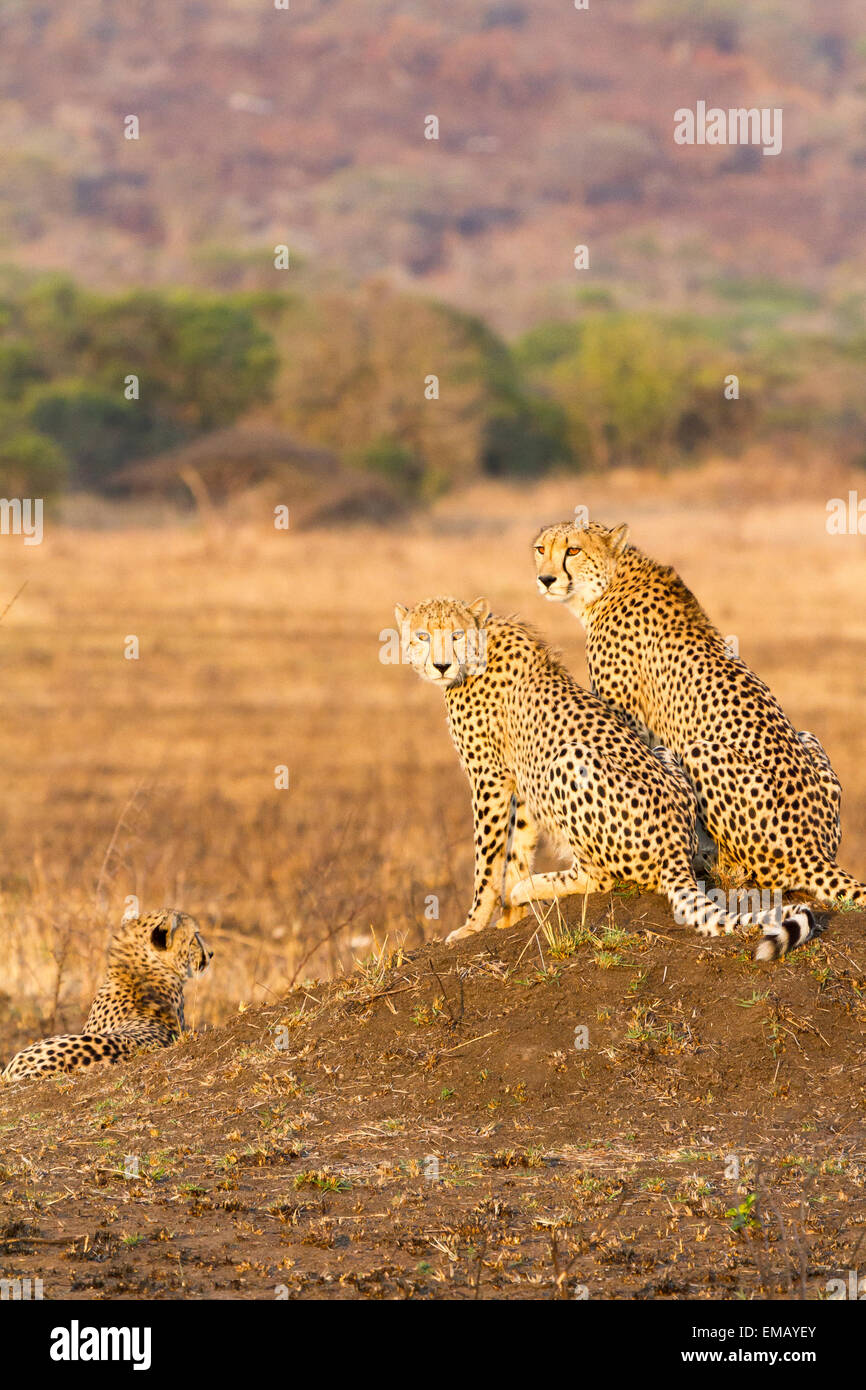 Weibliche Gepardin mit zwei Sub-Erwachsenen jungen, Südafrika Stockfoto