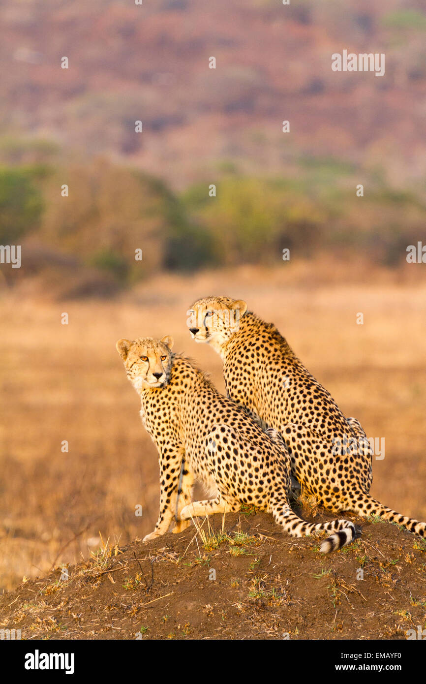 Weibliche Cheetah mit Sub-adulten Cub, Südafrika Stockfoto