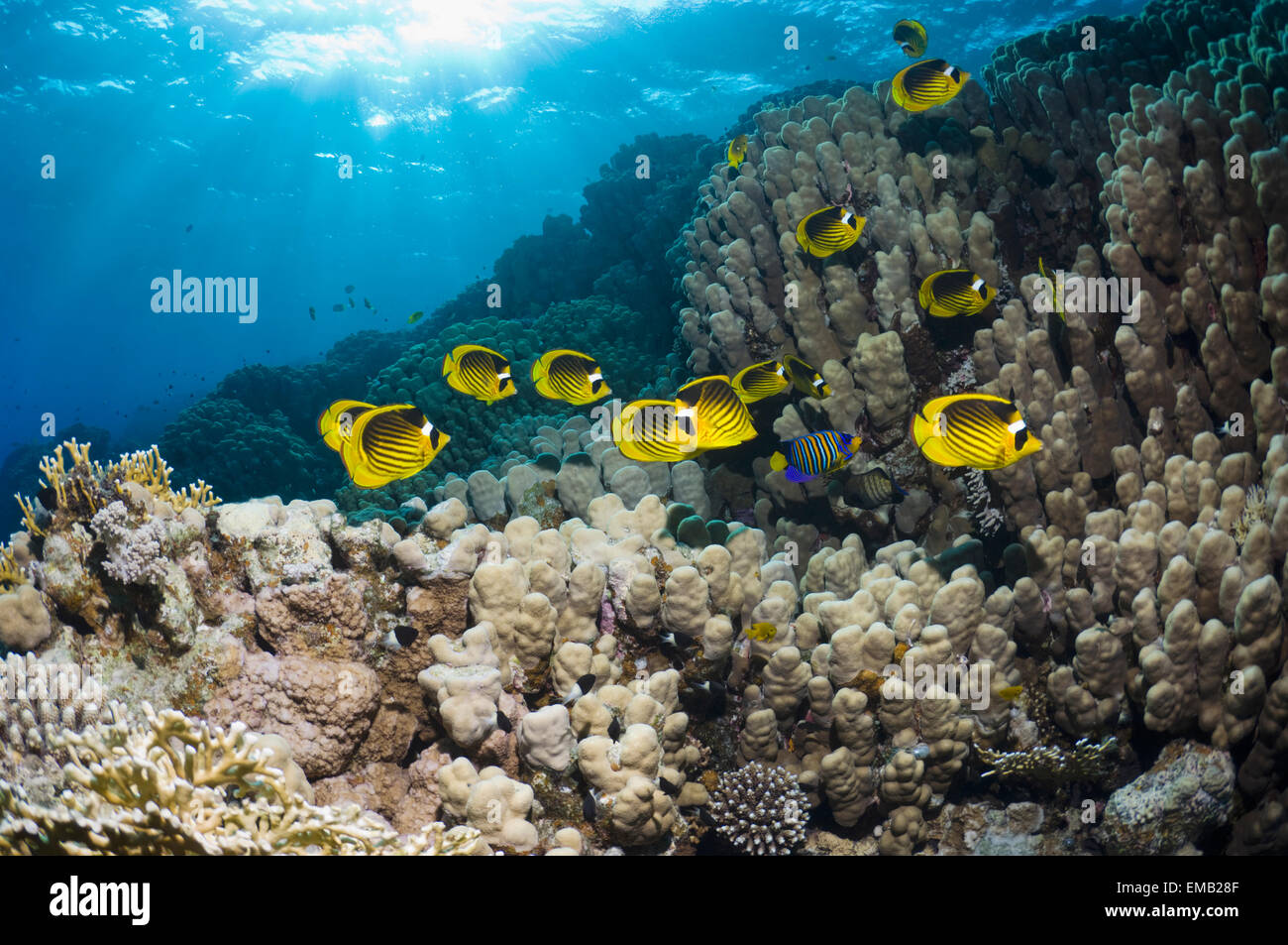 Rotes Meer Waschbär Butterflyfish (Chaetodontidae Fasciatus) über Korallenriff mit Wellen des Sonnenlichts.  Ägypten, Rotes Meer. Stockfoto