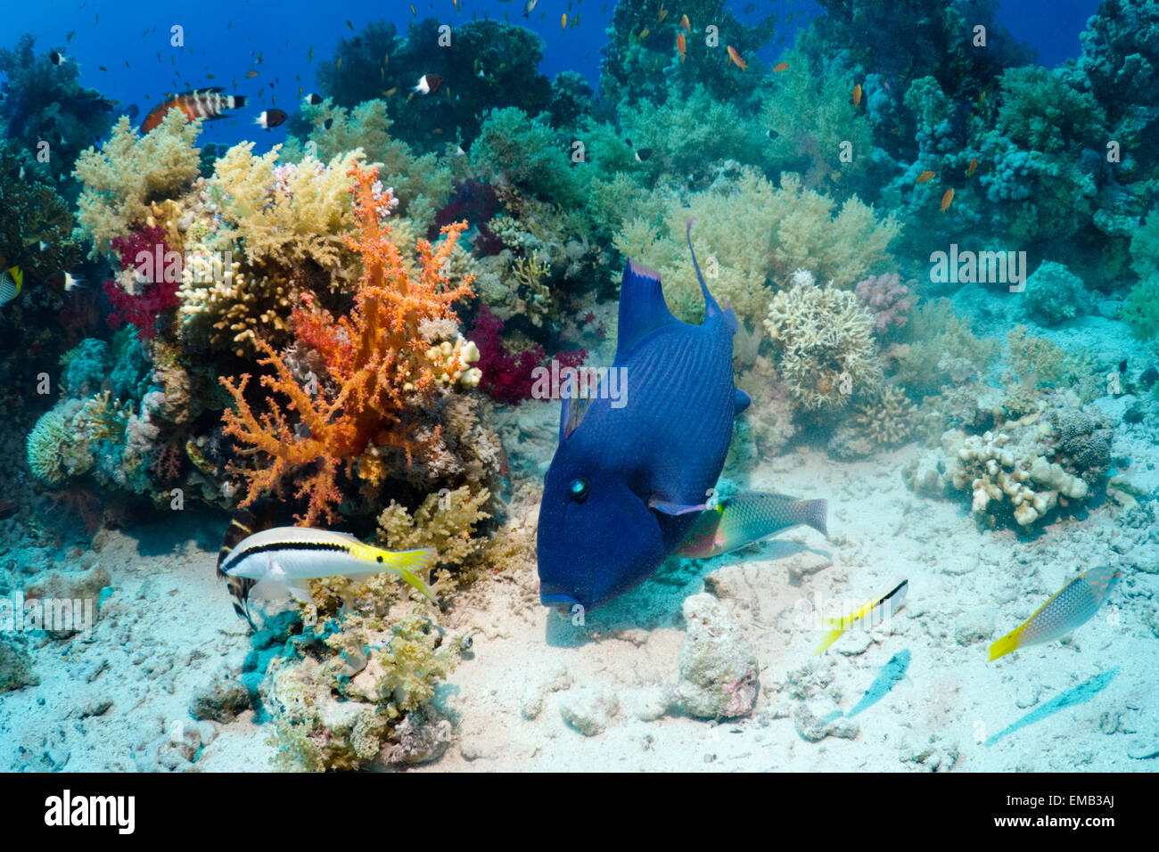 Blauer Drückerfisch (Pseudobalistes Fuscus) Bewachung Ei-Masse in großen "Nest".  Ägypten, Rotes Meer. Stockfoto
