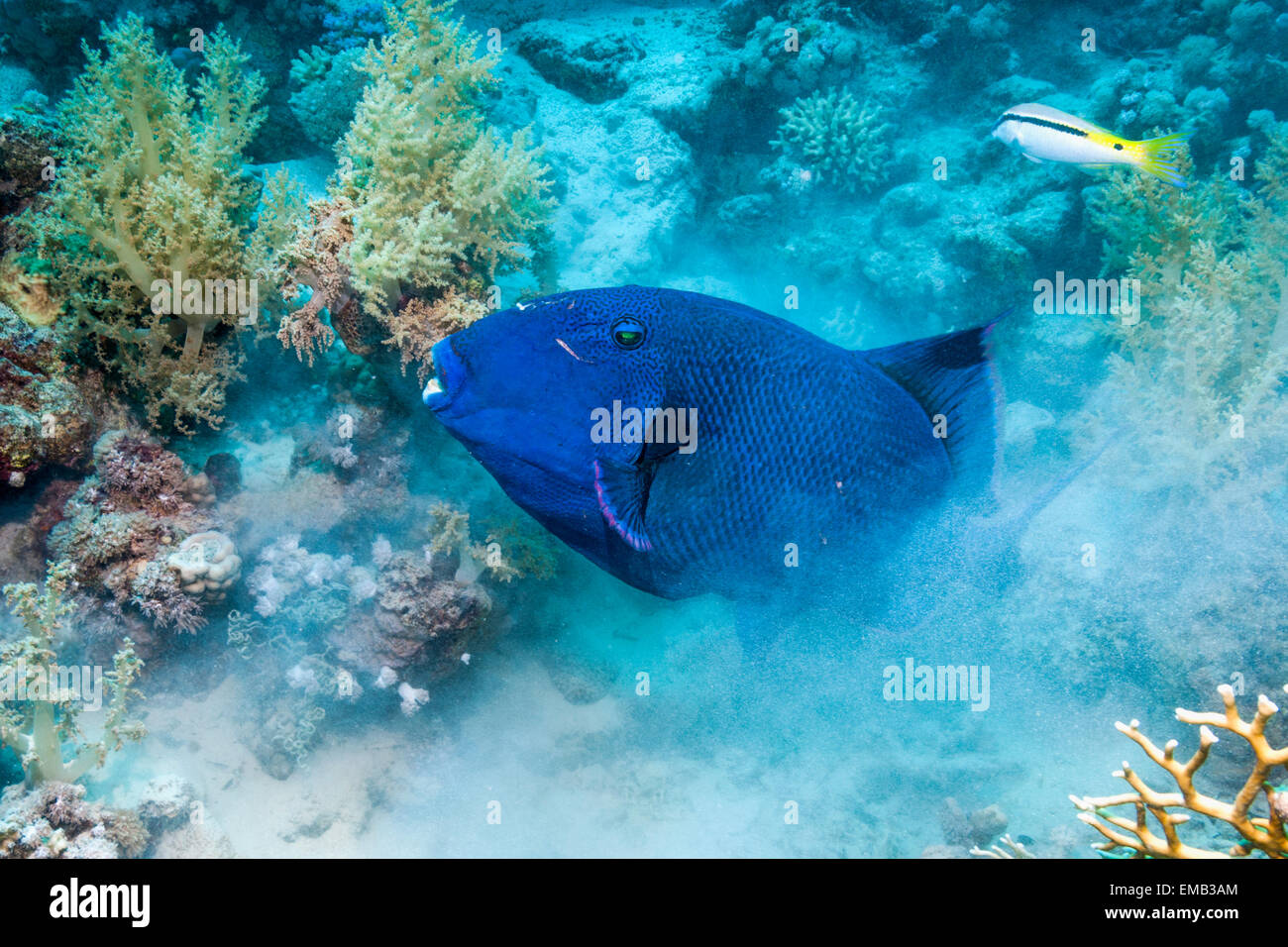 Blauer Drückerfisch (Pseudobalistes Fuscus), Graben im Sand für Muscheln oder Würmer.  Ägypten, Rotes Meer. Stockfoto