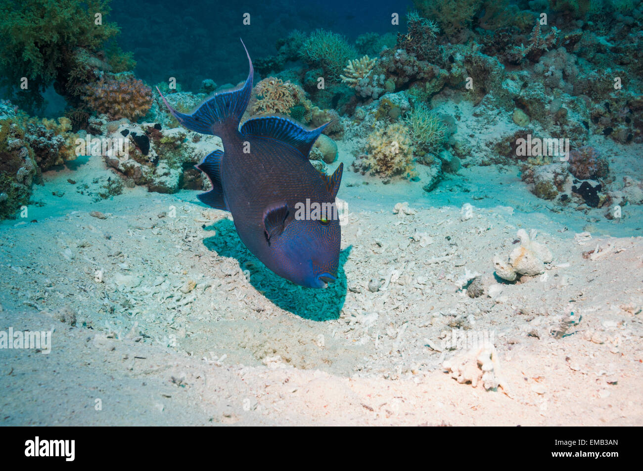 Blauer Drückerfisch (Pseudobalistes Fuscus) Bewachung Ei-Masse in großen "Nest".  Ägypten, Rotes Meer. Stockfoto