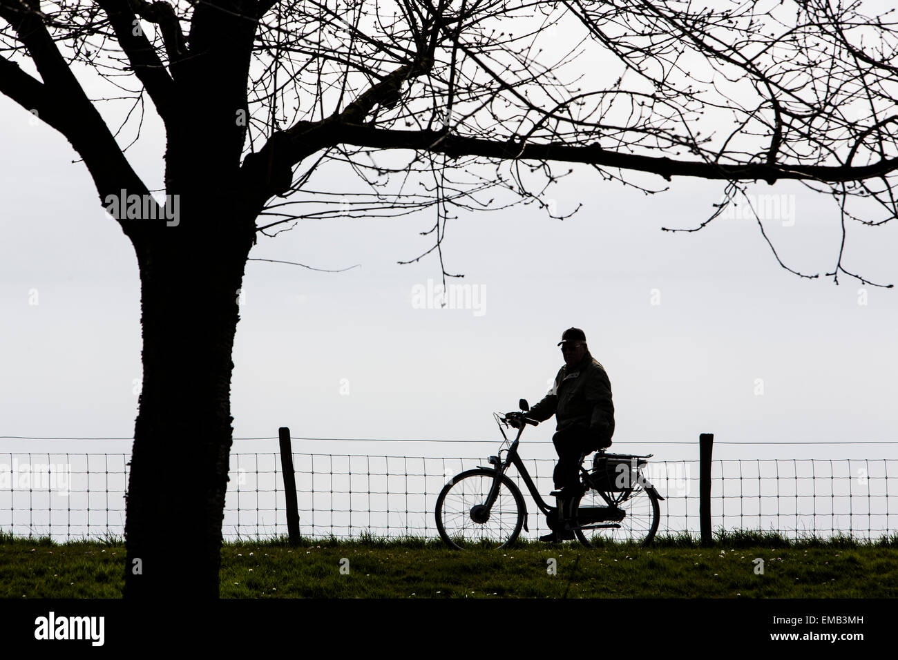 Älterer Mann auf einem Fahrrad, Baum, im Frühjahr Stockfoto