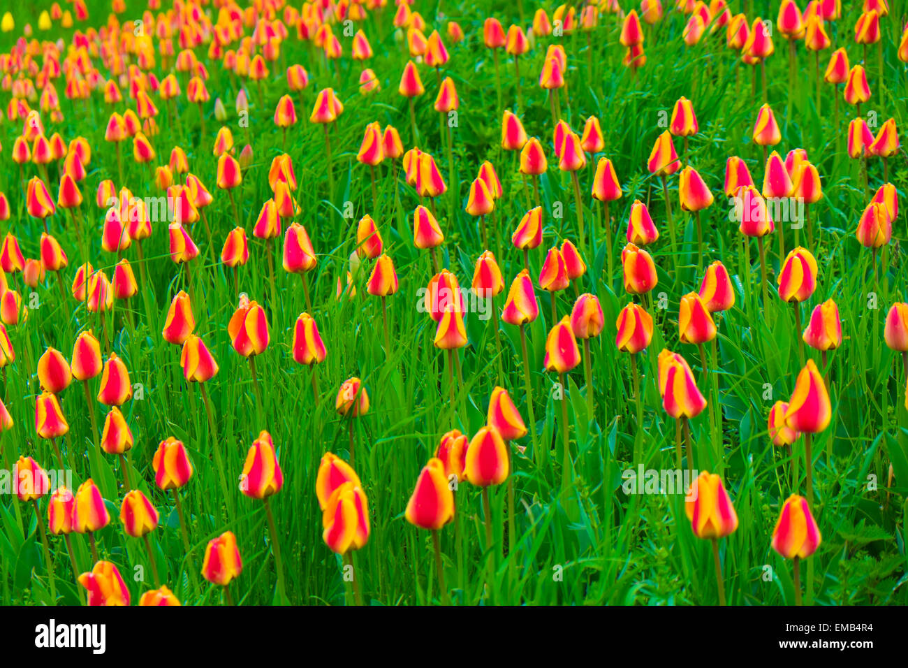 Blumen Insel Mainau am Bodensee Stockfoto